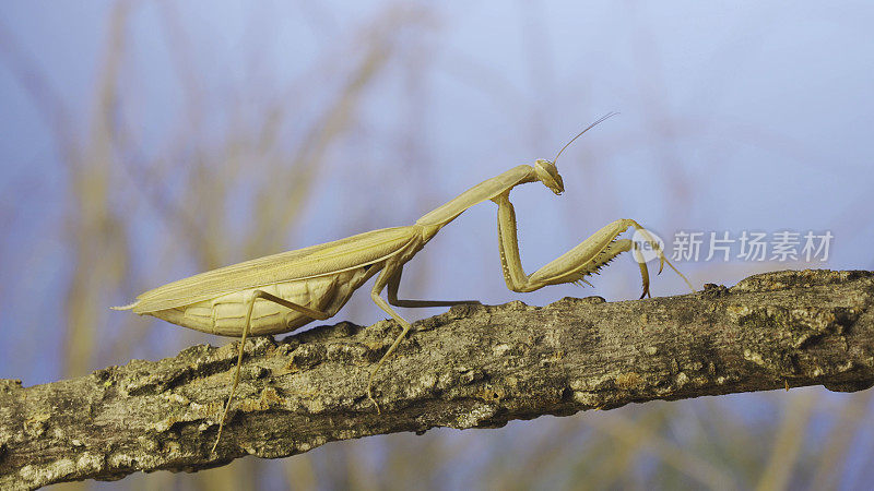 大雌螳螂坐在树枝上，草丛和蓝天为背景。欧洲螳螂(mantis religiosa)